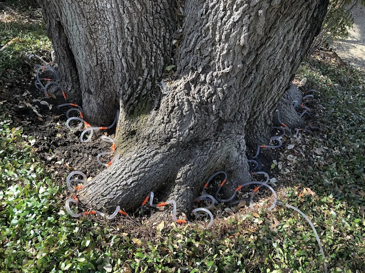 Detailed Tree Cabling and Bracing job site in Narrows